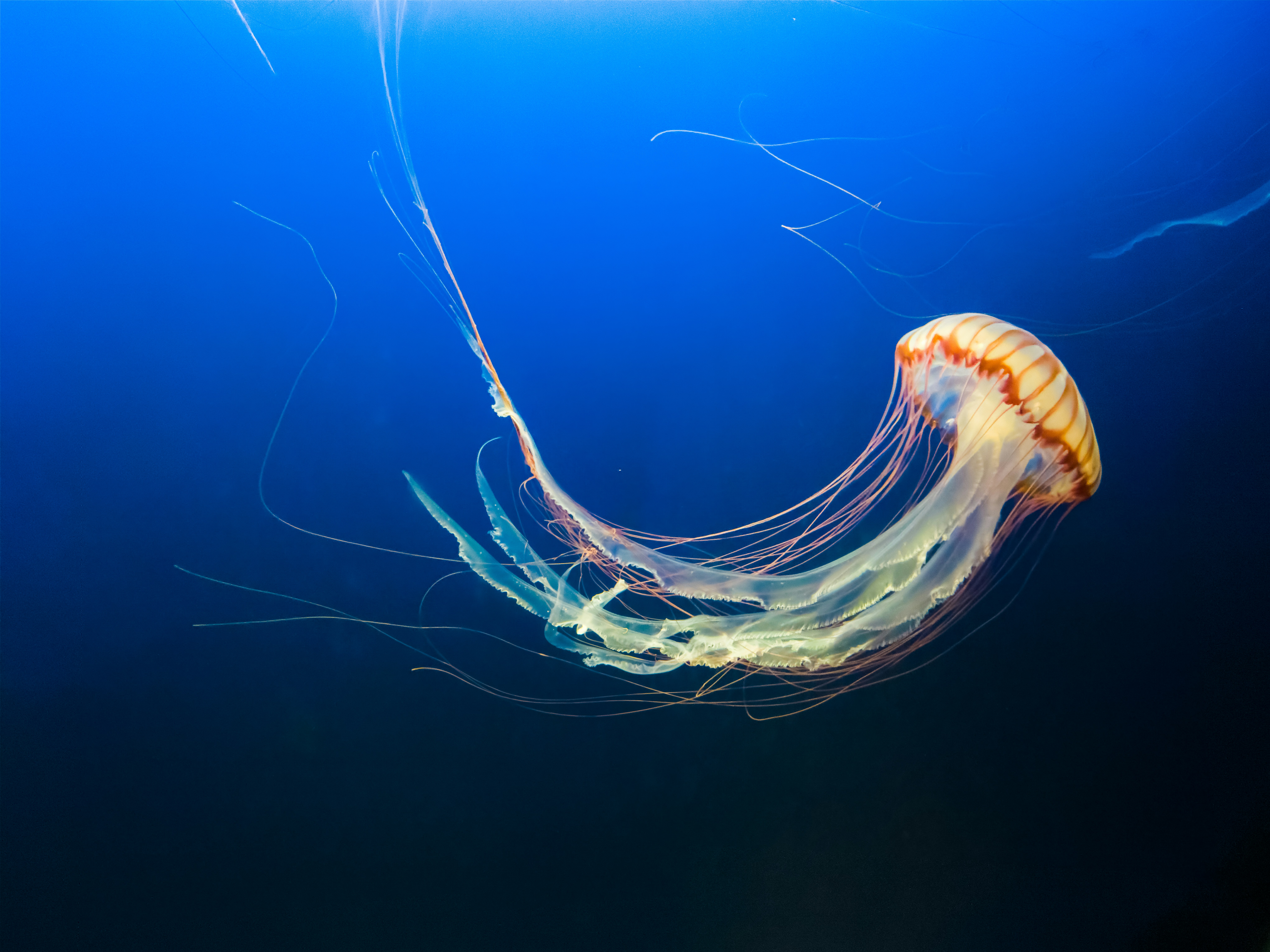 Jellyfish Exhibit