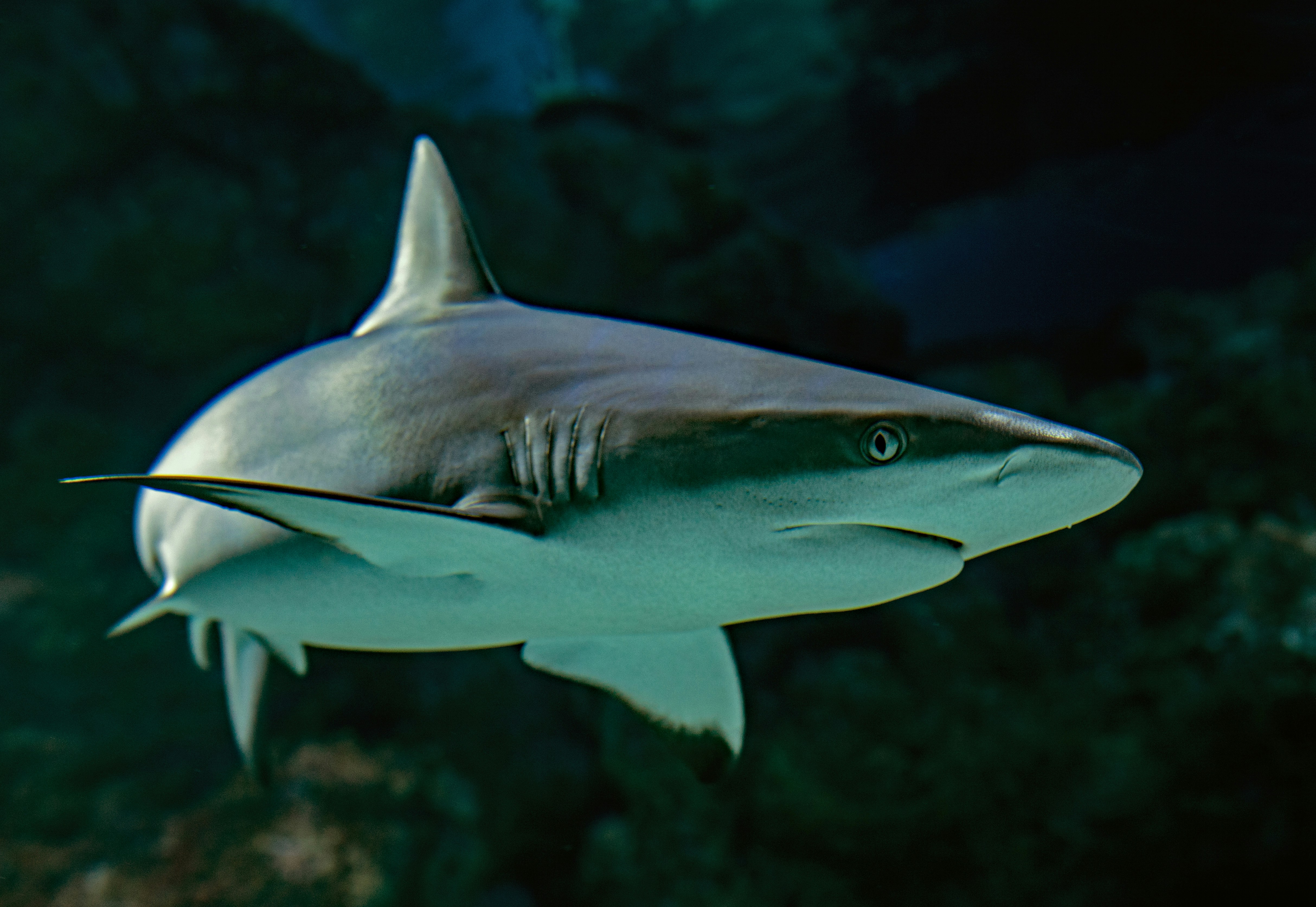 Shark Tank